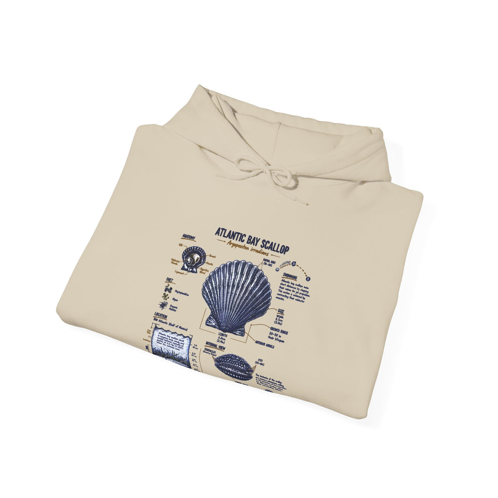 Seashell Anatomy Hoodie – Nautical Beach Diagram Sweatshirt