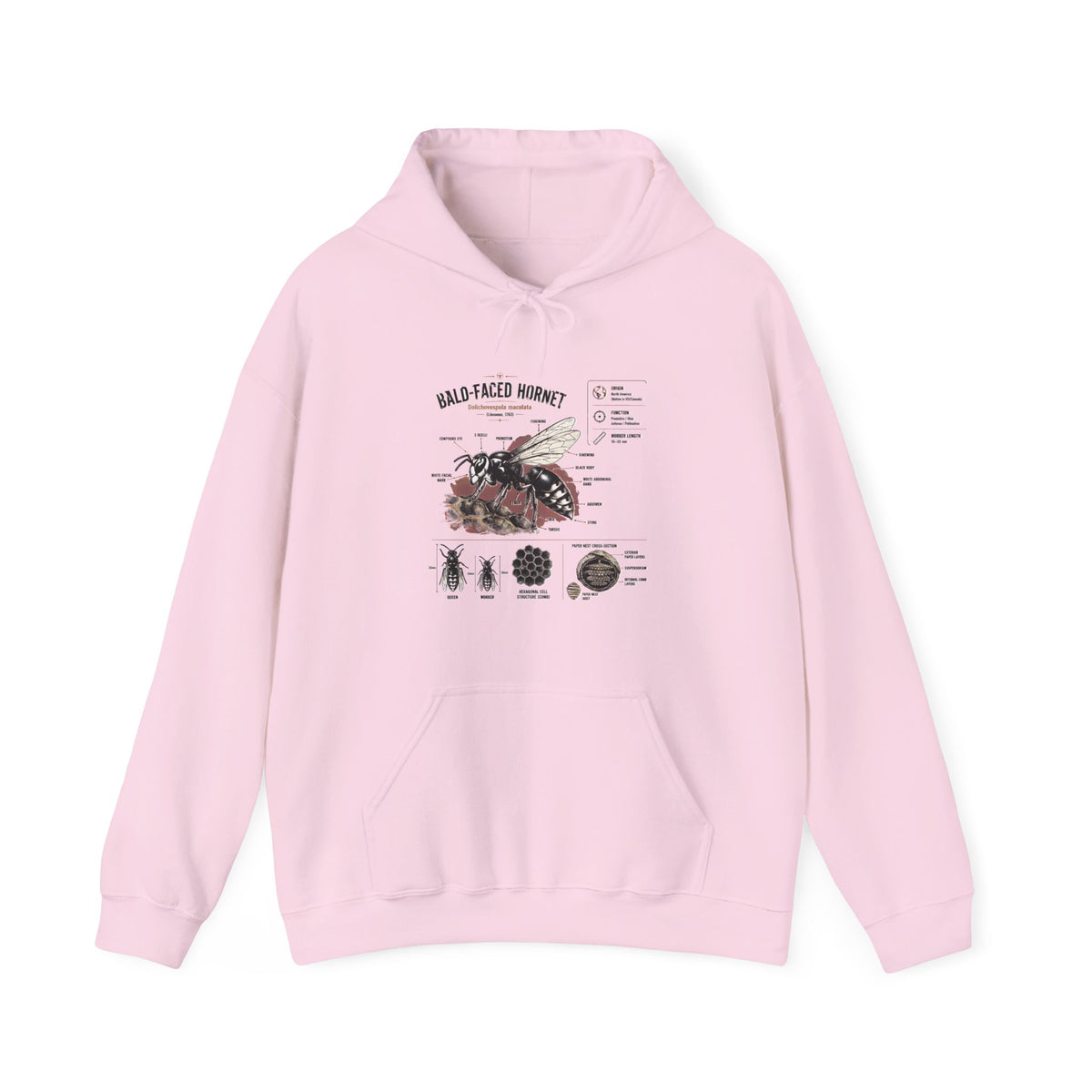 Bee Anatomy Hoodie — Bald-Faced Hornet Illustration & Diagram Sweatshirt