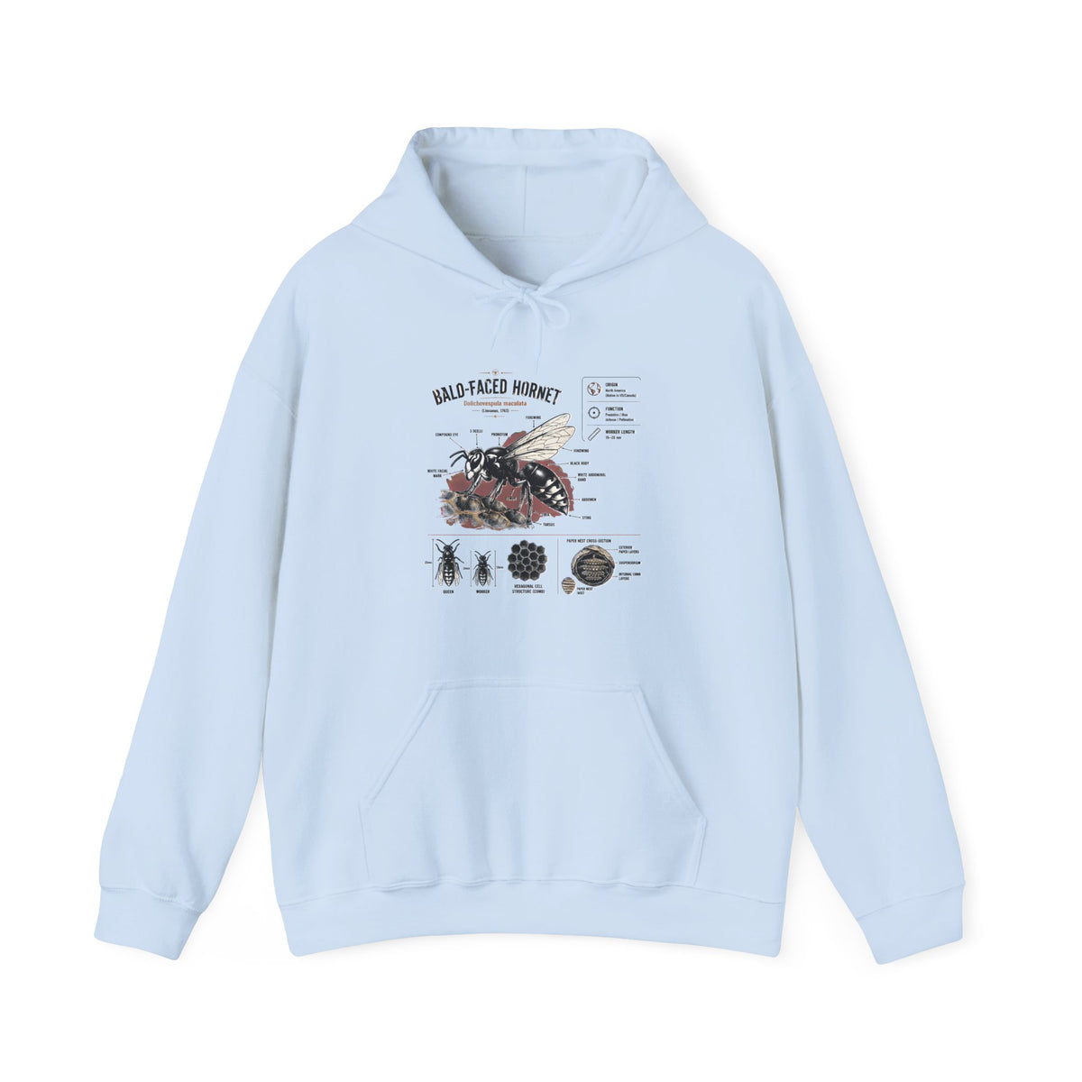 Bee Anatomy Hoodie — Bald-Faced Hornet Illustration & Diagram Sweatshirt