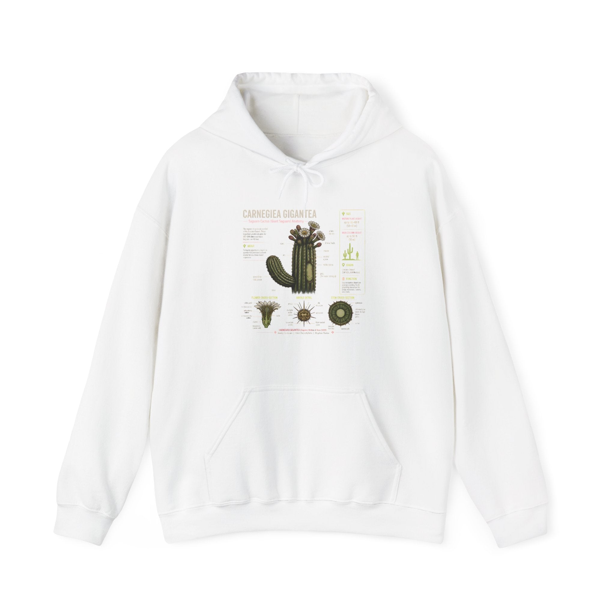 Cactus Anatomy Hoodie — Botanical Saguaro Diagram Sweatshirt Secondary image