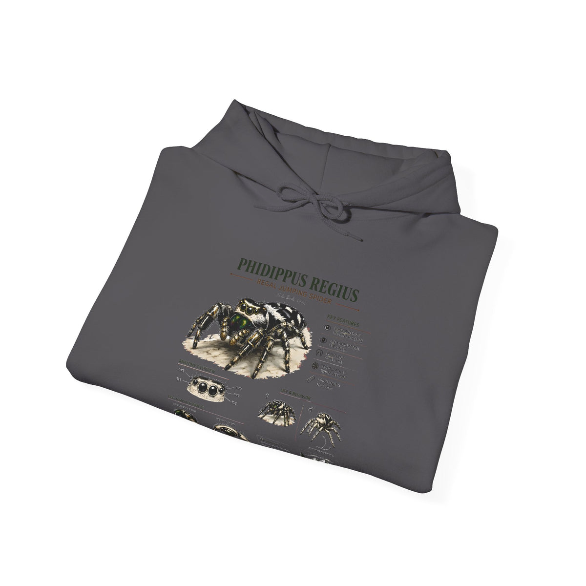 Tarantula Species Hoodie — Phidippus Regius Educational Spider Sweatshirt