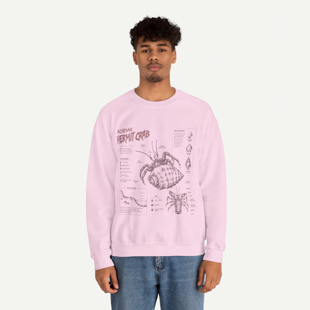 Hermit Crab Anatomy Sweatshirt — Acadian Hermit Crab Illustration