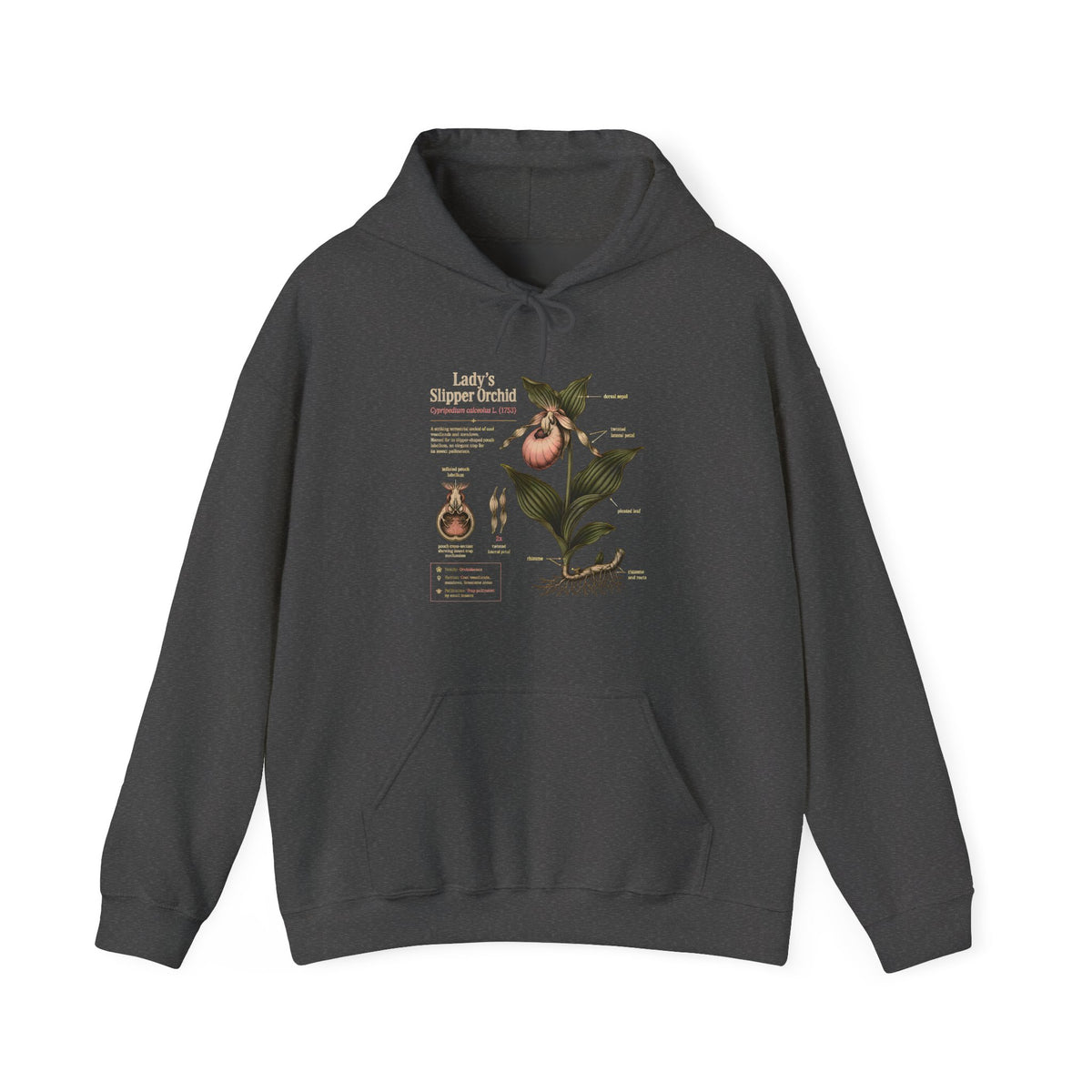 Botanical Peach Illustration Hoodie — Vintage Botanical Chart Sweatshirt Main image