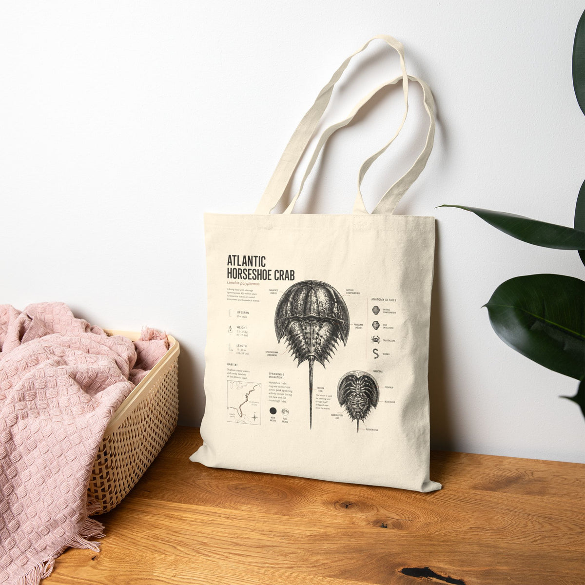 Tote Bag - Vintage Atlantic Horseshoe Crab Anatomy Canvas Tote