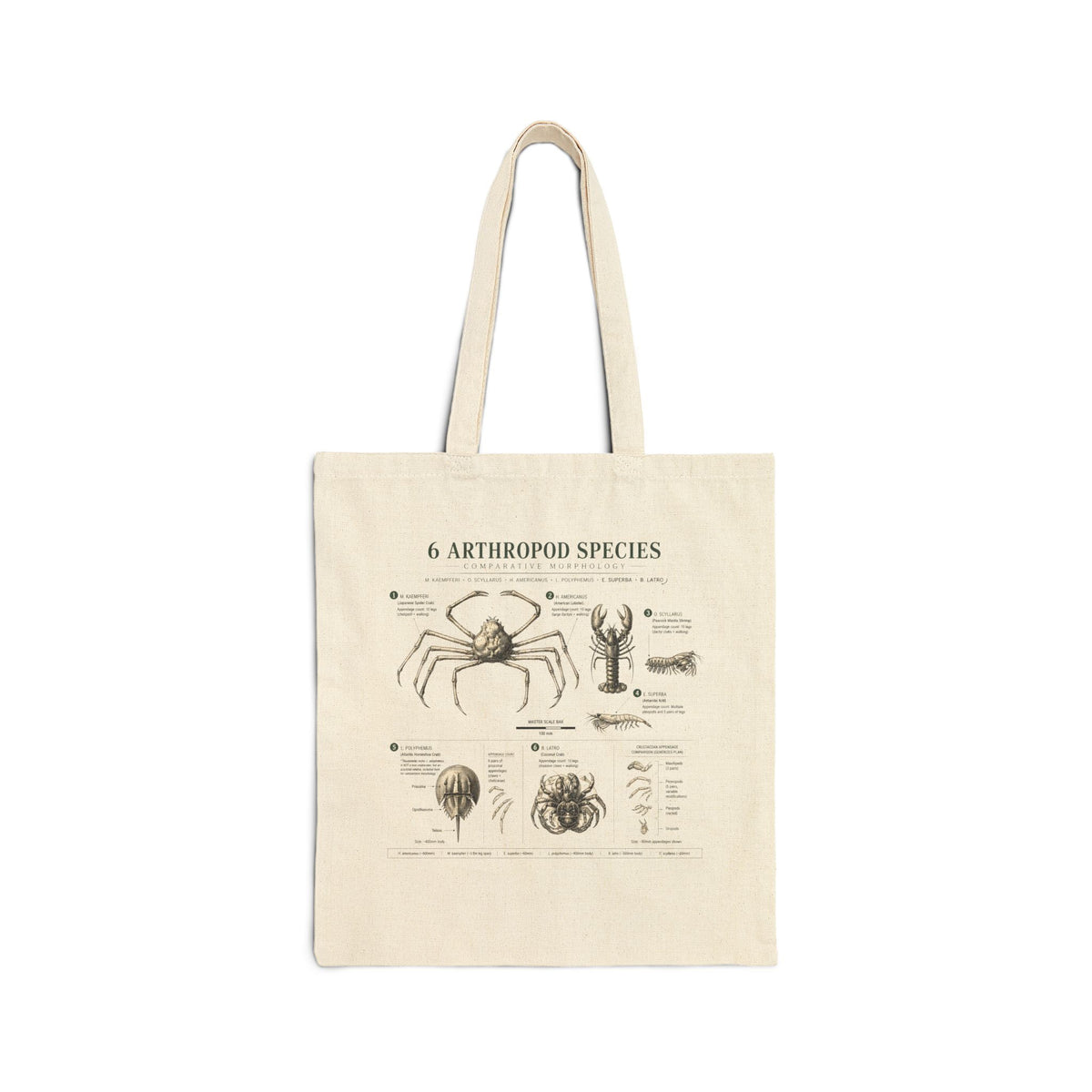 Arthropod Species Illustrated Canvas Tote Bag — Vintage Spider & Crab Biology Print