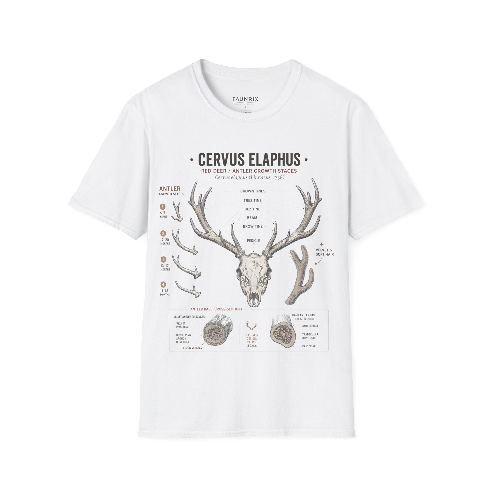 Deer Antler Anatomy T-Shirt — 'Cervus Elaphus' Educational Graphic Secondary image