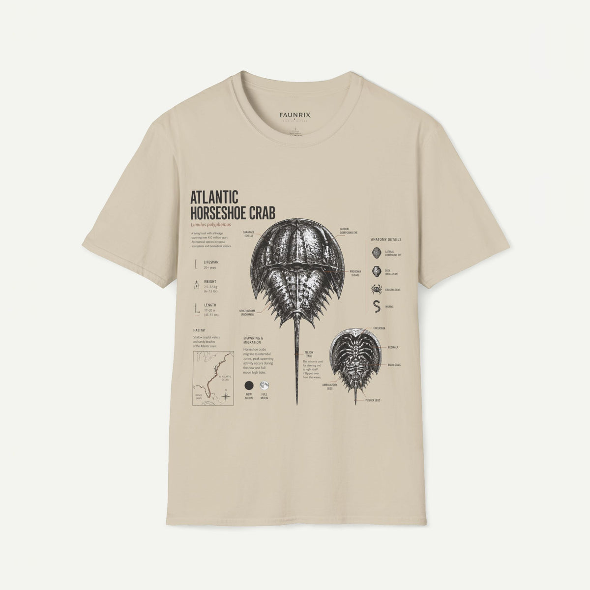 Horseshoe Crab Anatomy T-Shirt — Atlantic Horseshoe Crab Illustration