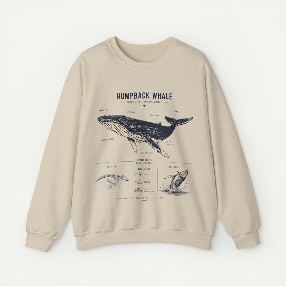 Humpback Whale Anatomy Sweatshirt