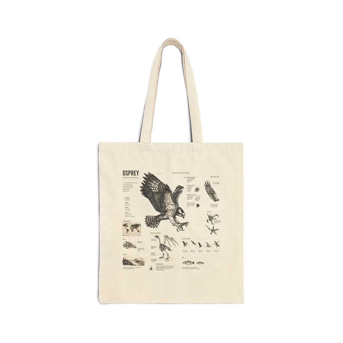Osprey Anatomy Canvas Tote Bag — Vintage Bird Illustration Eco Tote