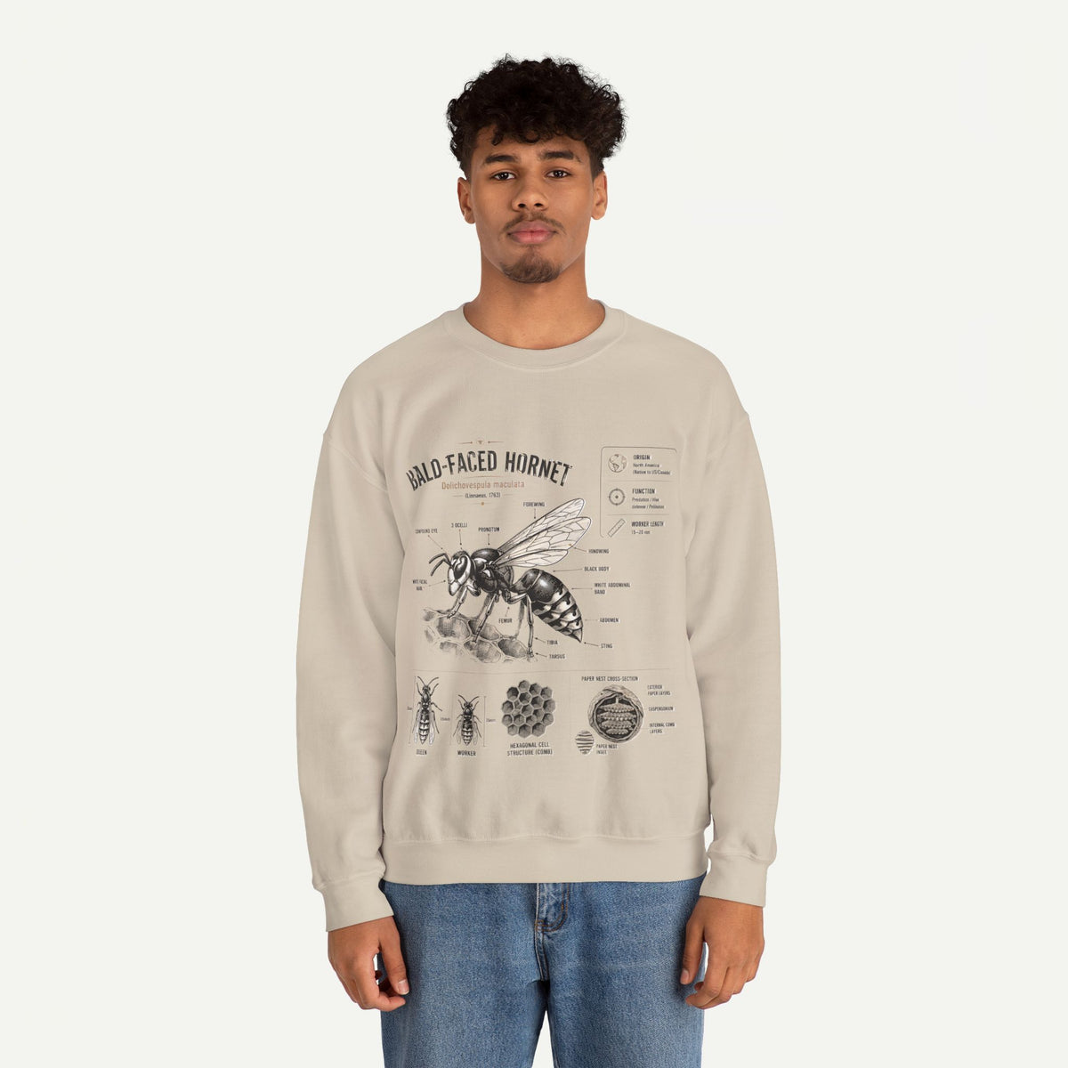 Hornet Anatomy Sweatshirt — Bald-Faced Hornet Diagram Crewneck