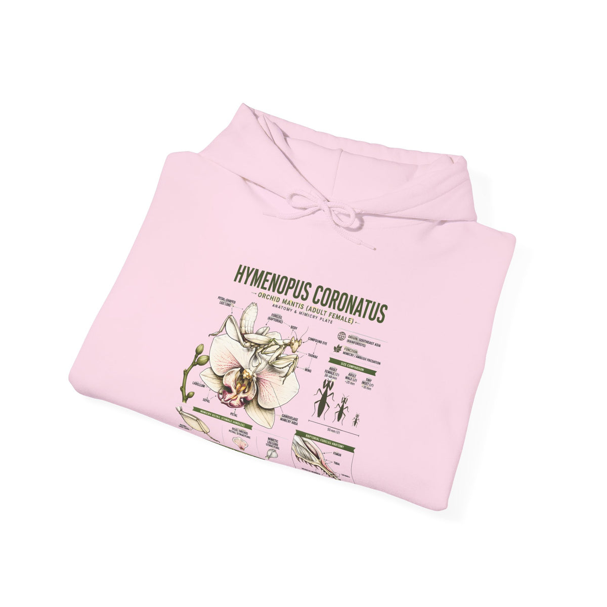Botanical Hooded Sweatshirt — Hymenopus Coronatus Praying Mantis Illustration