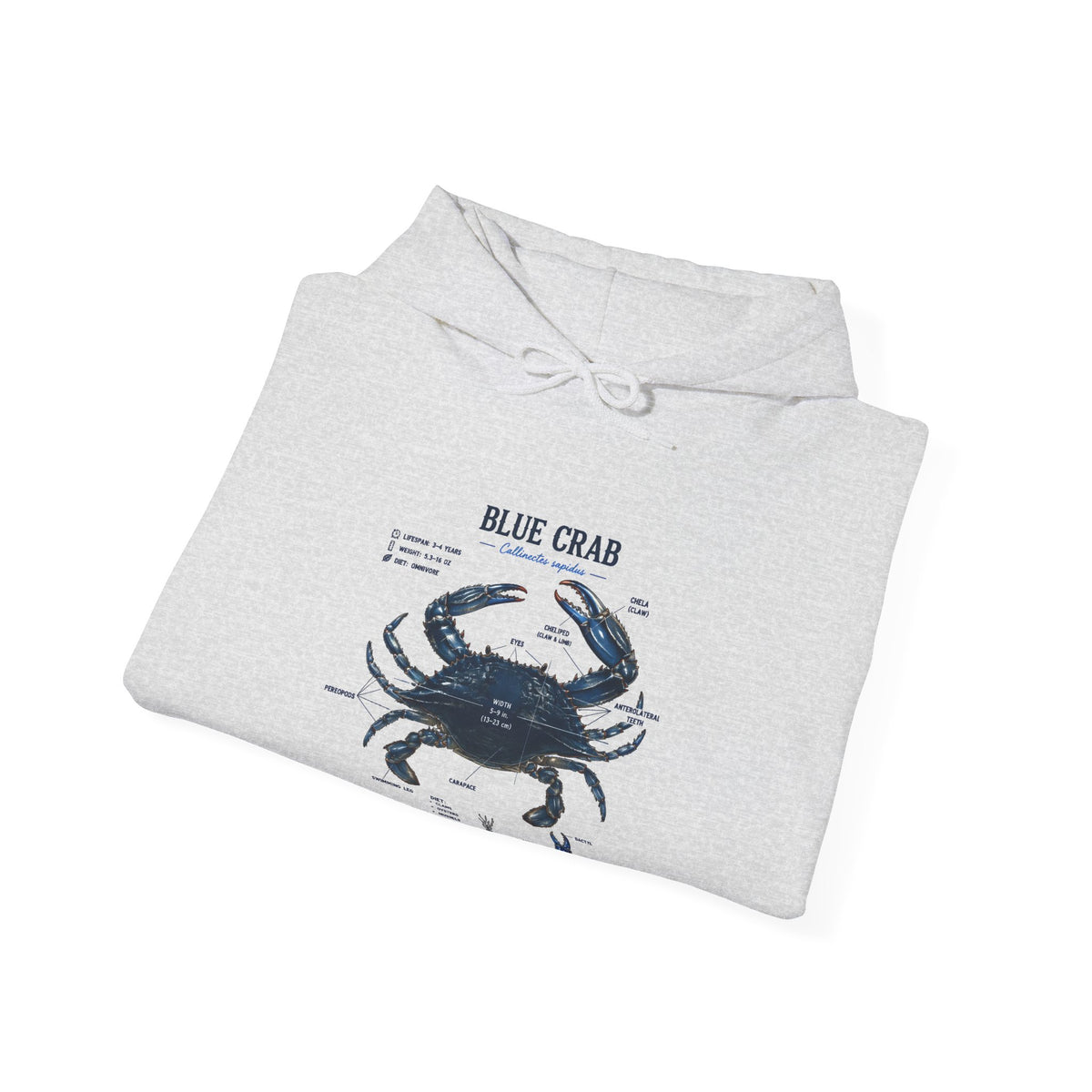 Blue Crab Anatomy Hoodie — Nautical Marine Biology Graphic Sweatshirt
