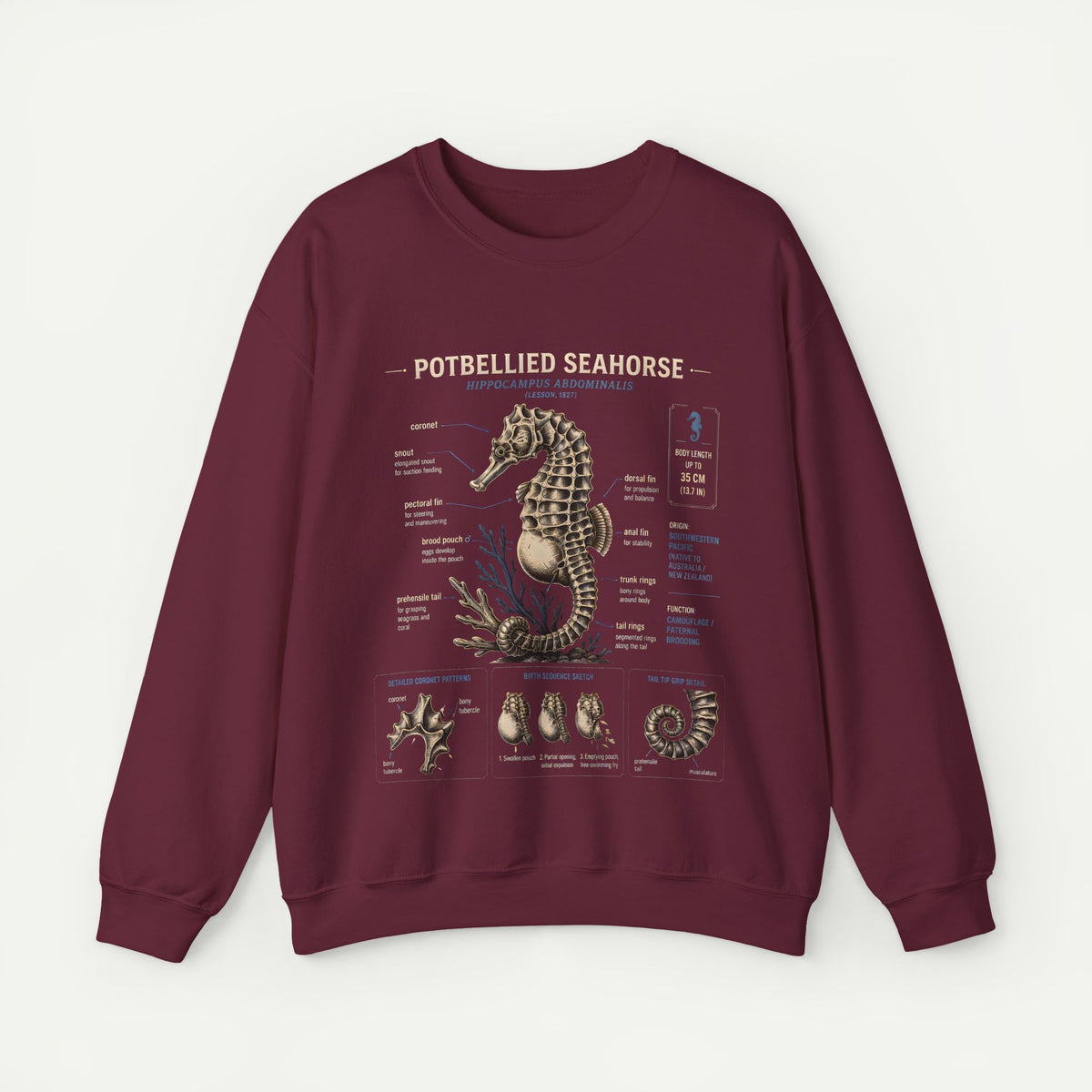 Potbellied Seahorse Anatomy Sweatshirt – Marine Biology Illustration Crewneck Main image