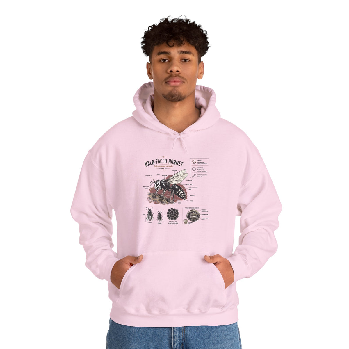 Bee Anatomy Hoodie — Bald-Faced Hornet Illustration & Diagram Sweatshirt