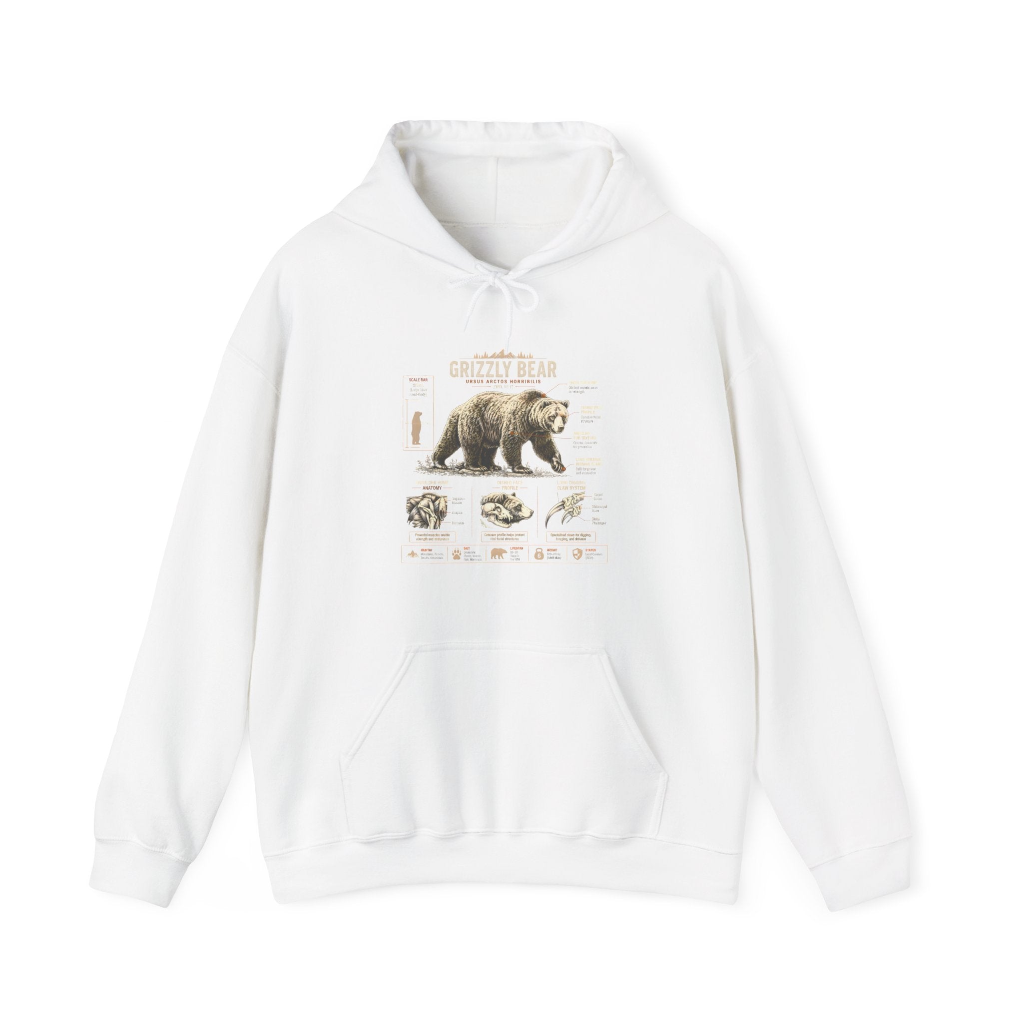 Hoodie — Vintage Bear Anatomy Graphic Hoodie Secondary image