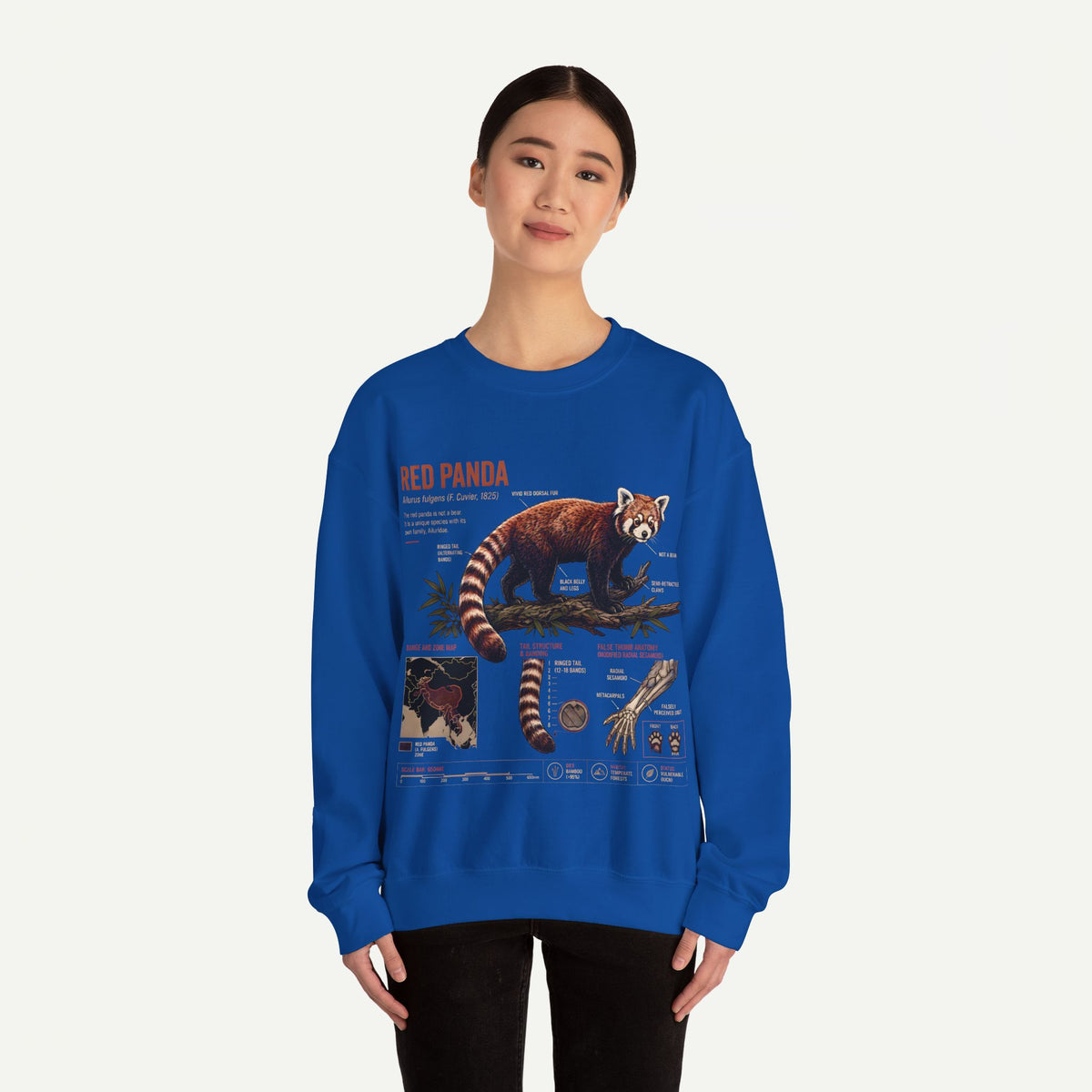 Red Panda Anatomy Sweatshirt — Vintage Wildlife Crewneck