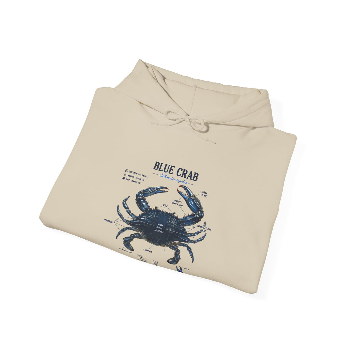 Blue Crab Anatomy Hoodie — Nautical Marine Biology Graphic Sweatshirt