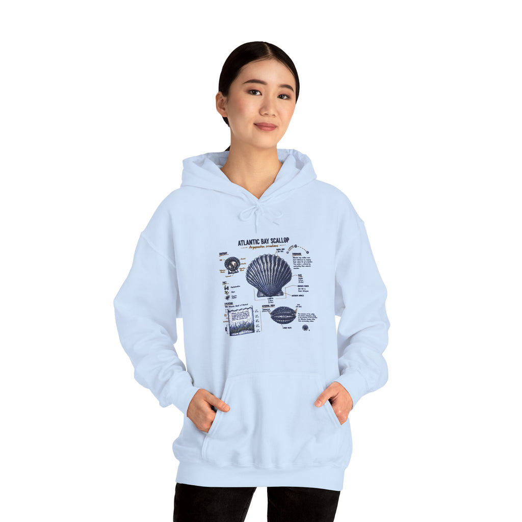 Seashell Anatomy Hoodie – Nautical Beach Diagram Sweatshirt