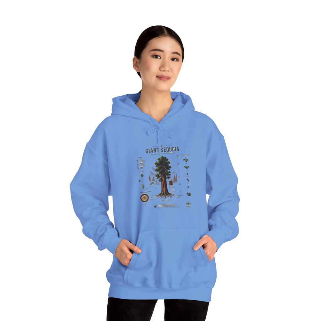 Giant Sequoia Botanical Hoodie — Vintage Tree Illustration & Facts