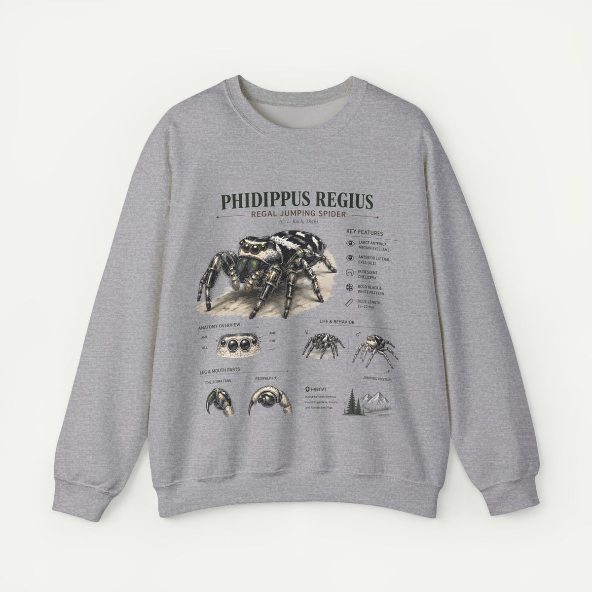 Spider Anatomy Crewneck Sweatshirt — Phidippus Regius Jumping Spider Illustration Main image
