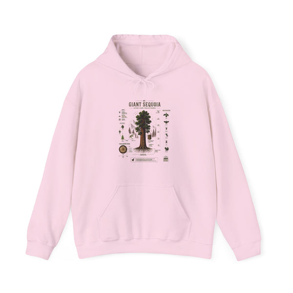 Giant Sequoia Botanical Hoodie — Vintage Tree Illustration & Facts
