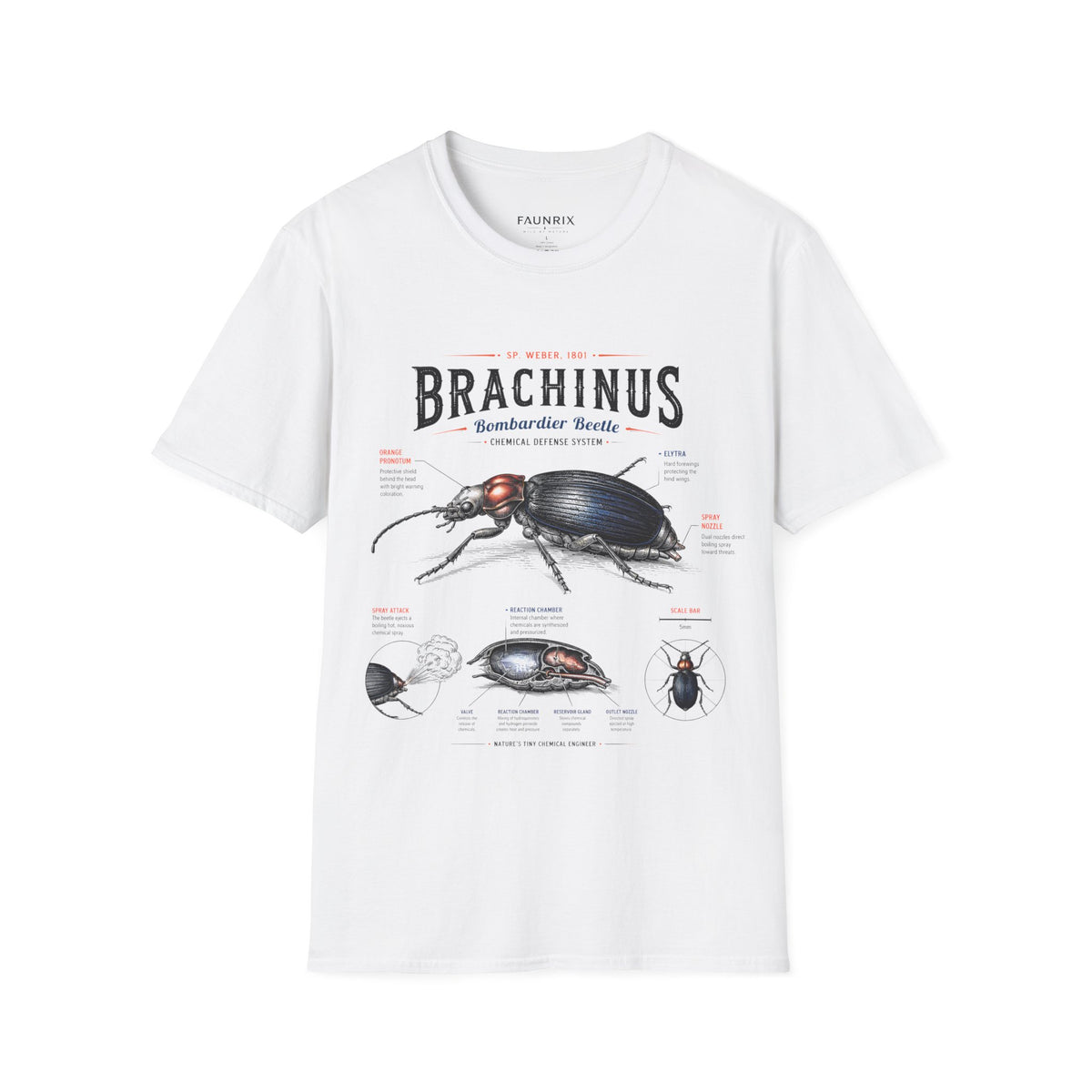Brachinus Bombardier Beetle Anatomy T-Shirt — Vintage Entomology Graphic Tee