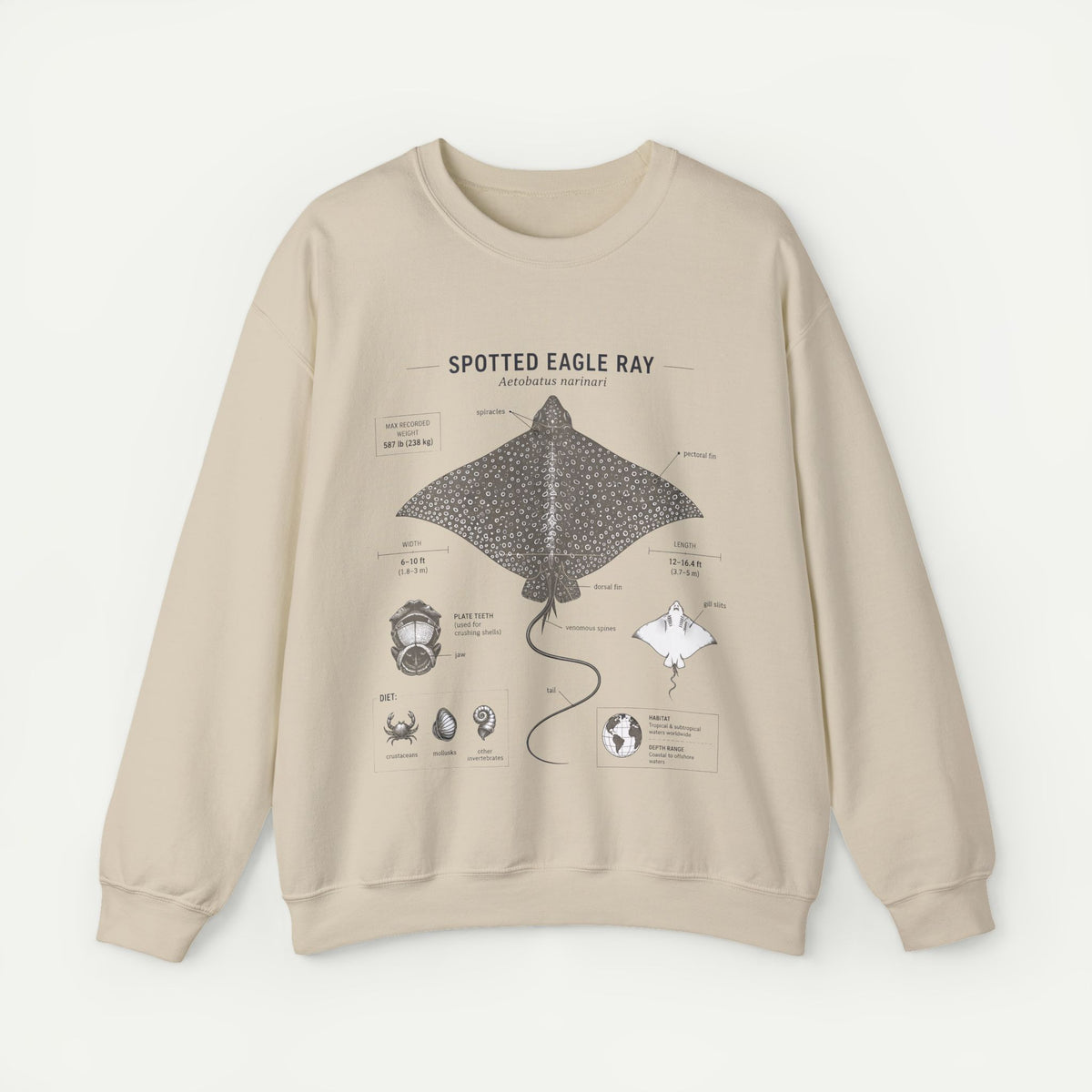Spotted Eagle Ray Anatomy Sweatshirt – Marine Biology Illustration