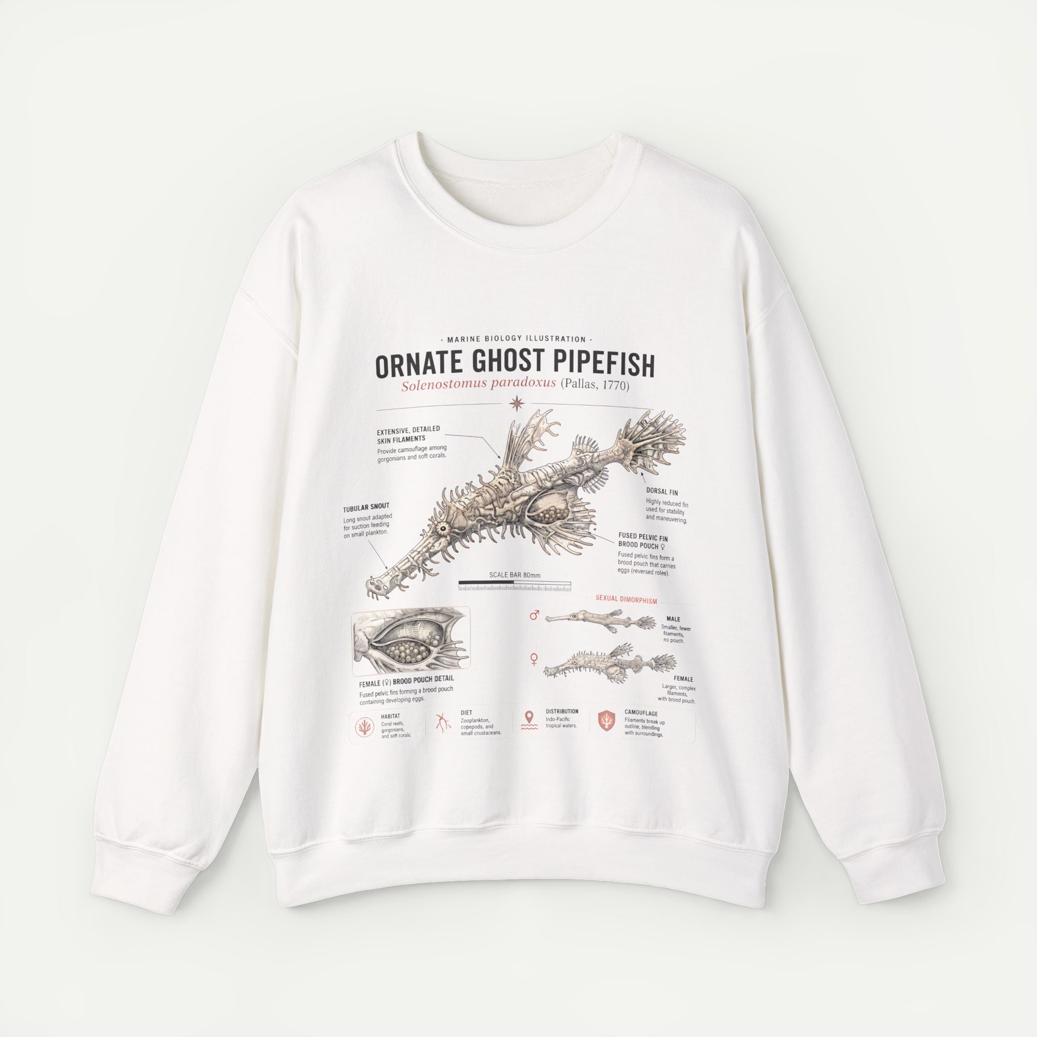 Ornate Ghost Pipefish Anatomy Sweatshirt Secondary image