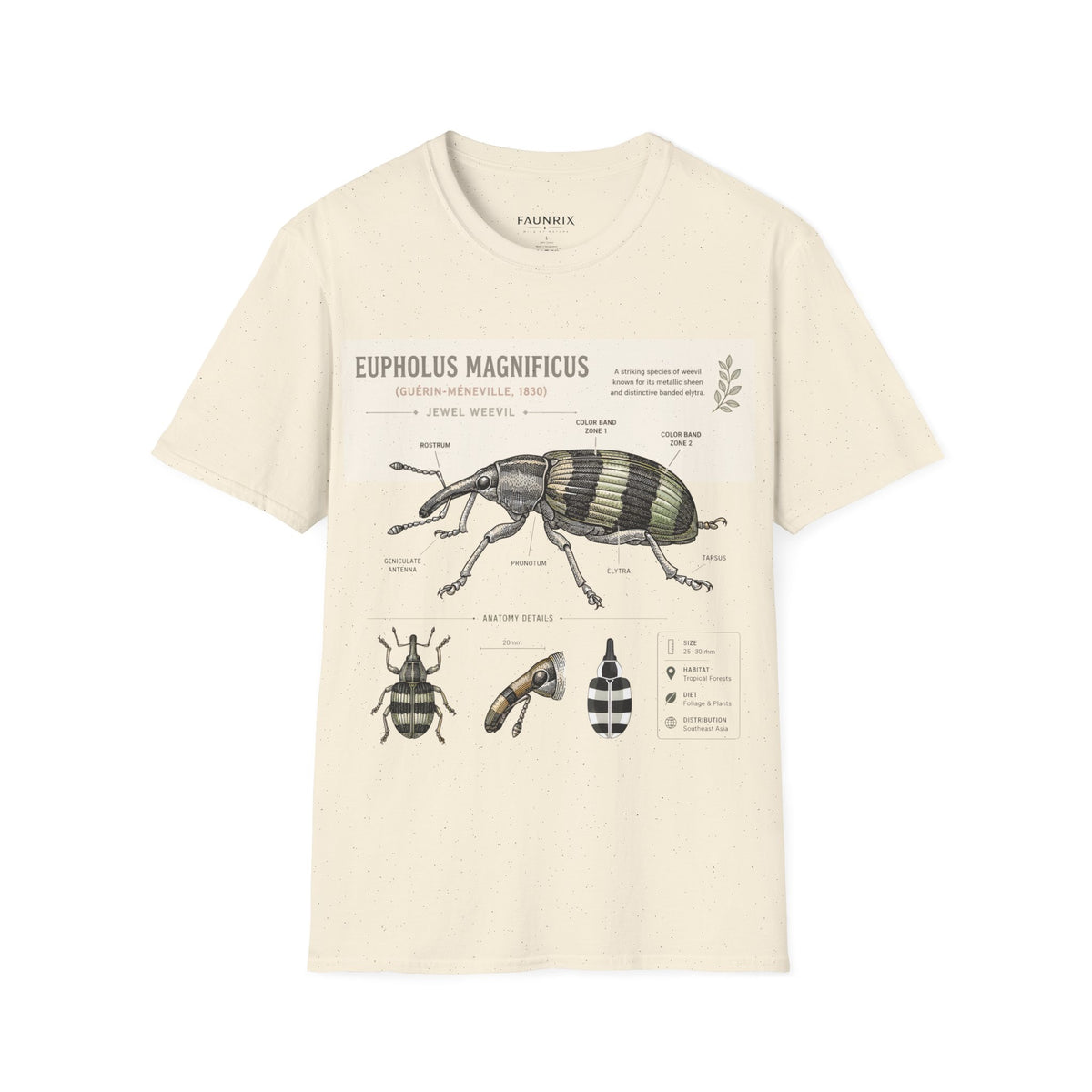Vintage Botanical Beetle Anatomy T-Shirt — Eupholus Magnificus Illustration Main image