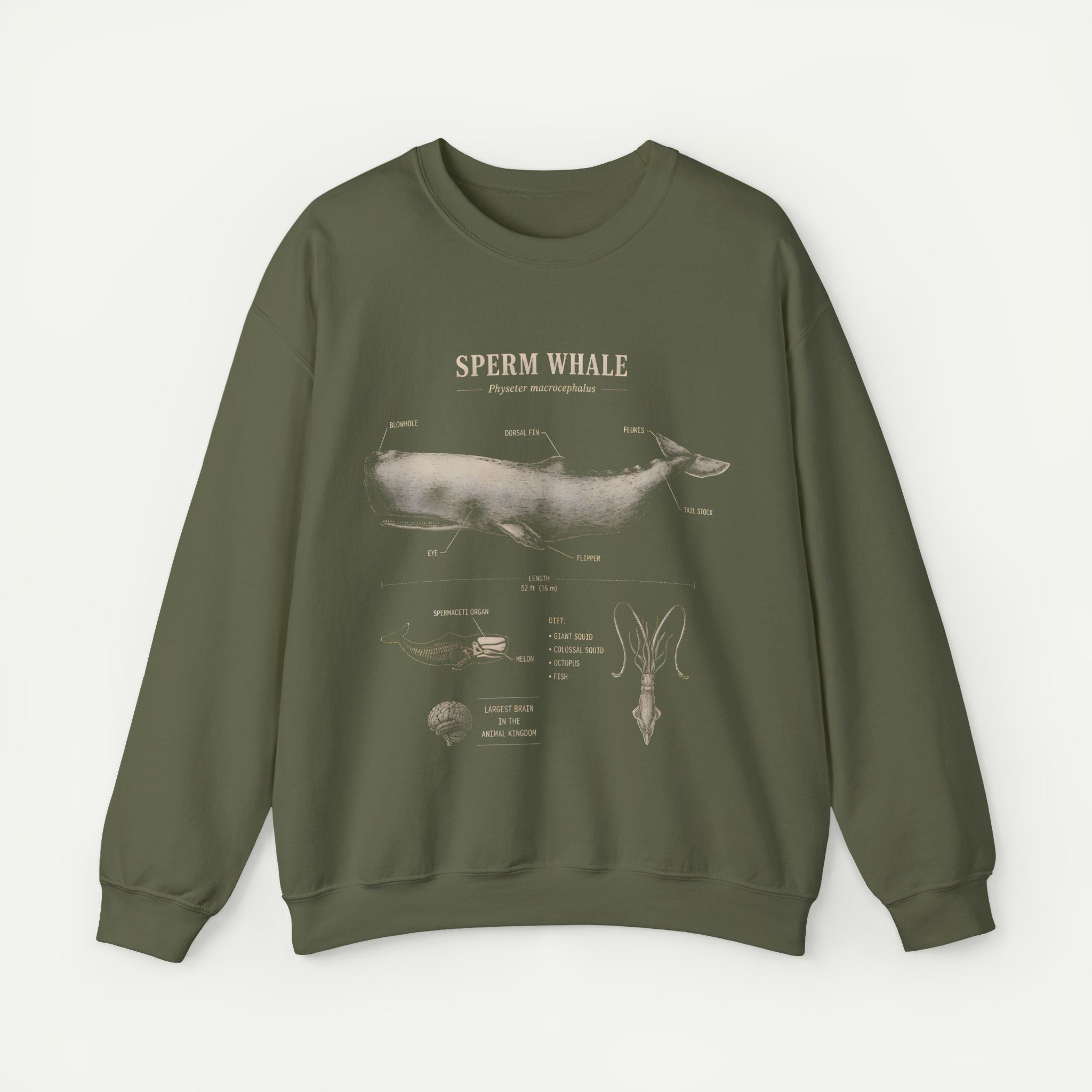 Sperm Whale Anatomy Sweatshirt — Vintage Marine Biology Illustration Secondary image