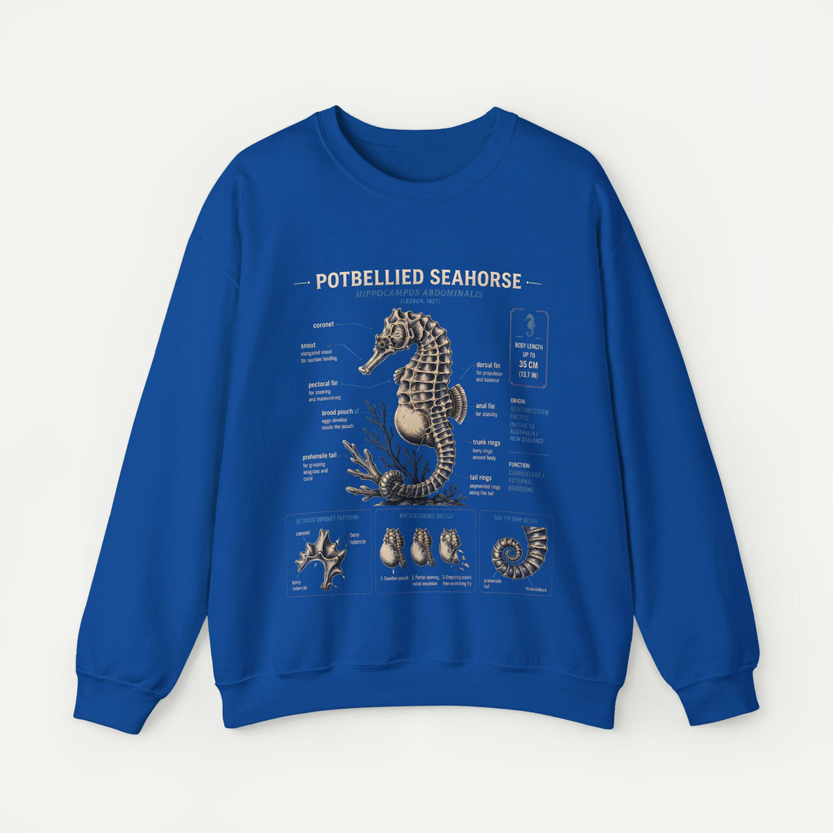 Potbellied Seahorse Anatomy Sweatshirt – Marine Biology Illustration Crewneck