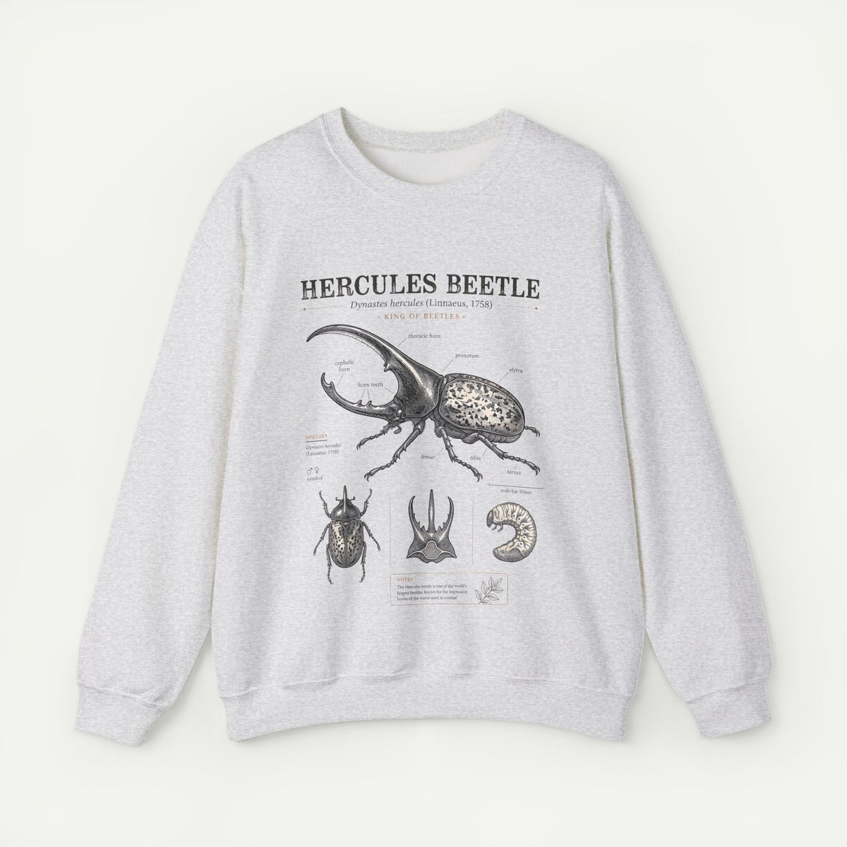 A light heather gray crewneck sweatshirt featuring a detailed black and white scientific Anatomy of a Hercules Beetle on the front, with text reading 'HERCULES BEETLE' and smaller specimen-style labels. Main image