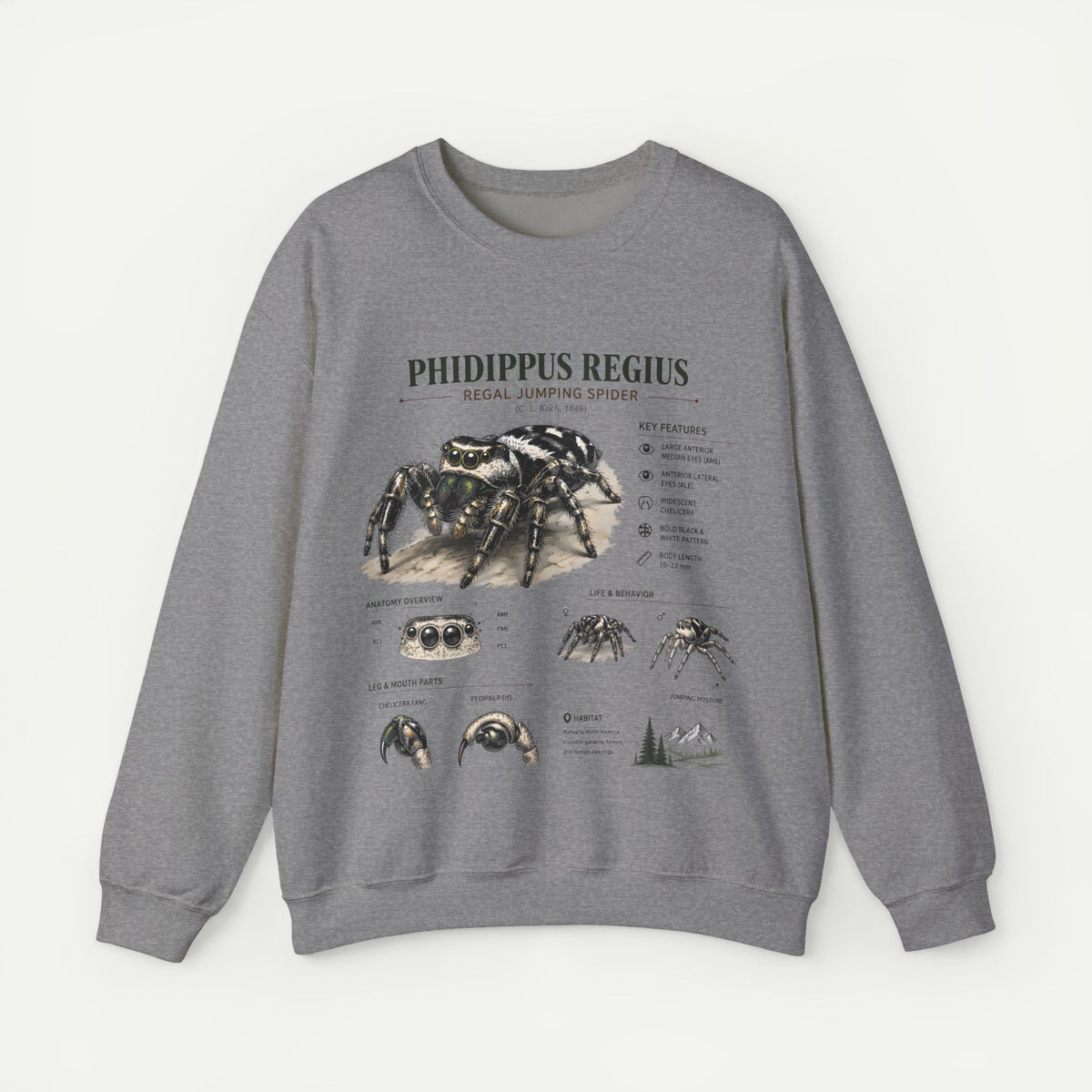 Spider Anatomy Crewneck Sweatshirt — Phidippus Regius Jumping Spider Illustration