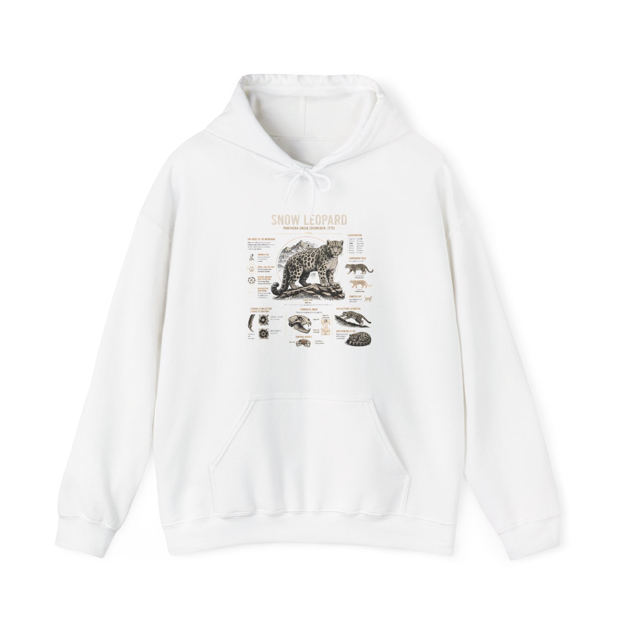 Bear Anatomy Hoodie — Vintage Wildlife Illustration Sweatshirt Secondary image