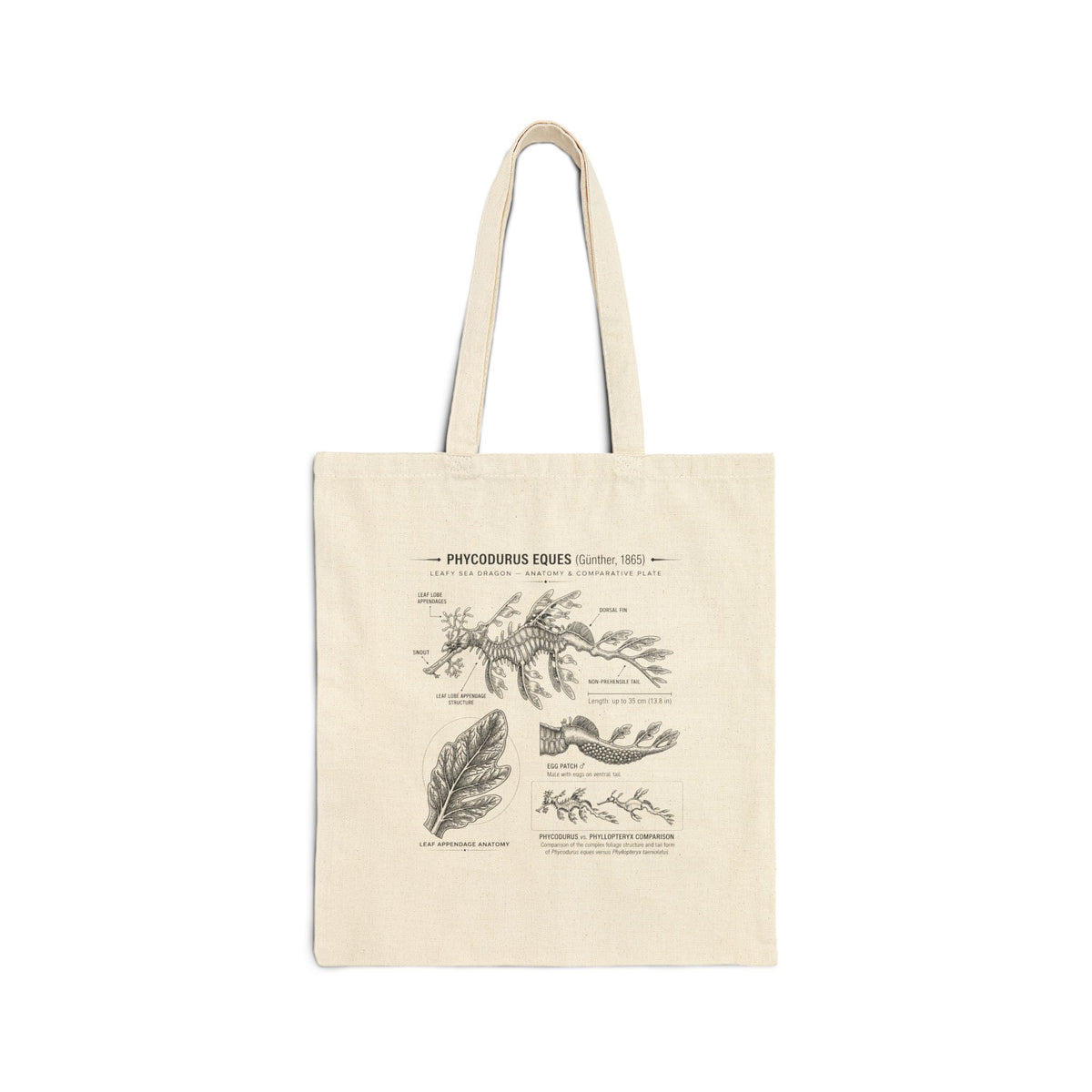 Botanical Anatomy Canvas Tote — Vintage Plant Illustration Eco Tote Main image