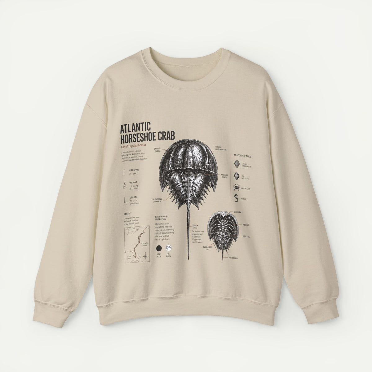 Horseshoe Crab Anatomy Sweatshirt — Atlantic Horseshoe Crab Illustration Crewneck